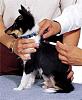 Vaccination Recommendations for Puppies