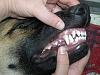 Complete Dogs Dental care and teeth problems