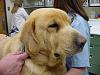 Canine Hypothyroidism and Breeds More Prone to it