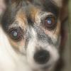 Canine Cognitive Dysfunction ( Signs & Symptoms Checklist )