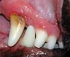 Periodontal Disease in dogs and cats and Prevention ways