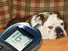 Dog Diabetes, Causes and Complications