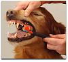 How to Brush Dog's Teeth ? (Full Guide + Video)