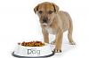 General information about dogs feeding