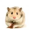 Five most popular hamster breeds
