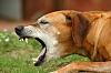 Kennel Cough (Infectious Tracheobronchitis) in Dogs