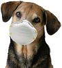 Canine Influenza Symptoms (Dog Flu)