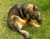 Hot Spot in Dogs (Pyotraumatic Dermatitis, Moist Dermatitis) Symptoms, Diagnosis and Treatments