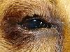 Entropion : Abnormal Eyelid in Dogs Symptoms , Diagnosis and Treatment