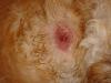 Abscesses in Dogs , Symptoms and Treatment