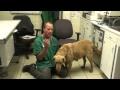 DrGregDVM - Pregnant Dog  Counting Pups  Xray