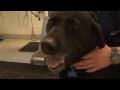 DrGregDVM - Treat Chronic Itchy Skin and Ear Infections With the Dog Dish Diet