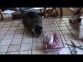 DrGregDVM - Feeding Cats Raw Meat