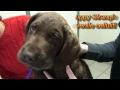 DrGregDVM - Puppy strangles, lick granulomas,and neck problems in a Rott
