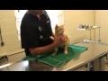 DrGregDVM - Cat Castration and Ear Mites