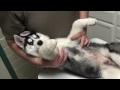 DrGregDVM - Itchy Mange or Sarcoptic Mange in Puppies