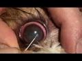 DrGregDVM - Treating a corneal ulcer in a bug eyed dog