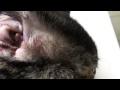 DrGregDVM - Kitty with itchy skin, food allergies, and