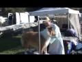 DrGregDVM - Dog Show  Vet For a Day:Purebred Beauty and Genetic Problems