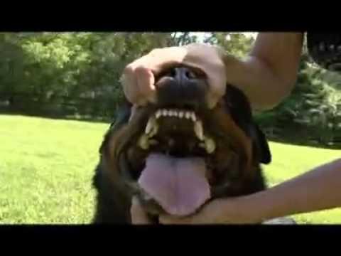 va - The Rottweiler - breed information