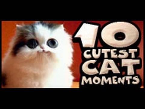 vetarena - 10 Cutest Cat Moments