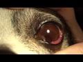 DrGregDVM - Cat Scratch of Dog's Eye.