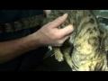 DrGregDVM - Cat Injured by Fan Belt: Head Trauma