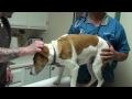 DrGregDVM - Foxtail in a Dogs Ear: Removing a Plant Seed