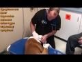 DrGregDVM - Tick Infection and Sore Joints in Dog