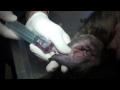 DrGregDVM - Drain,Inject, and Wrap Ear Hematoma