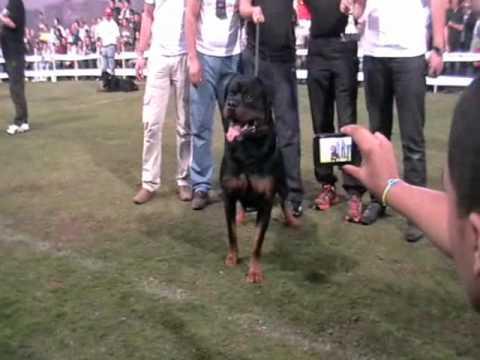 Rottweiler Dog Show - Egypt