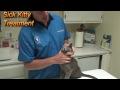 DrGregDVM - Sick Kitty: Treatment with Fluids and Antibiotics