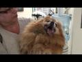 DrGregDVM - Coughing and Breathing Problems in a Pomeranian