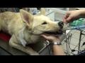 DrGregDVM - Porcupine Quills or Spines in a Dog
