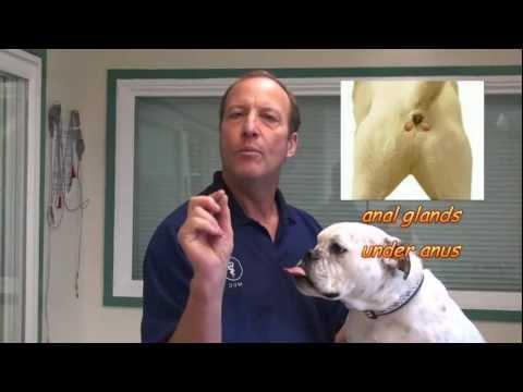vetarena - How to manage Anal Glands in a Dogs