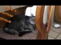DrGregDVM - Cat Asthma Attack: Not a Hairball!
