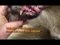 DrGregDVM - Stained Fur on Lip From Saliva Moisture and Infection