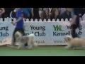 Vetarena - Highlights from DFS Crufts 2010-2.flv