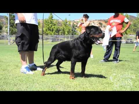 The US southwest Rottweiler champion