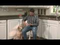 Drs Foster and Smith - How to Brush your Dog Teeth