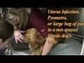 DrGregDVM - Uterus Infection or Pyometra in a Female Non-Spayed Dog
