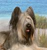 Briard Complete Breed Information and Photos