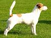 Jack Russell Terrier , Parson Russell Terrier